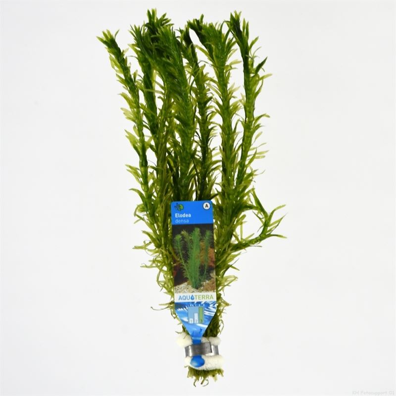 10x Elodea Densa bos